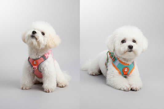 Adjustable Dog Harness for Small to Medium Dogs & Cats