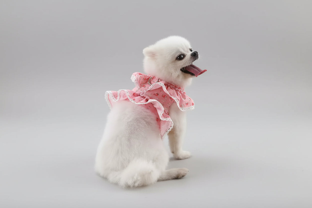 small white dog with a pretty floral harness 