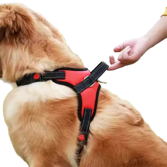 Dog wearing a red harness with a person's hand in the background